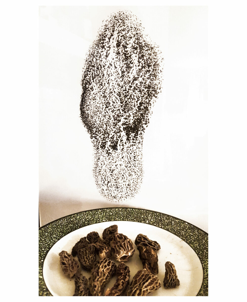Sérigraphie Morchella Conica (Morille) ~ Velin d’Arches 250g ~ N°&Signée Limitée à 20ex ~ 30x40 Encadrée – Image 5