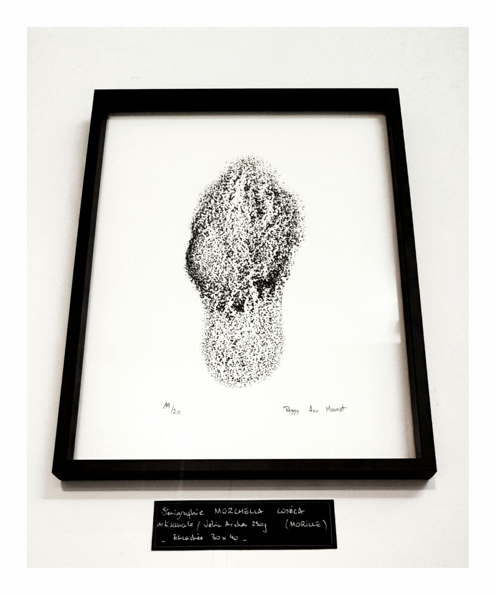Sérigraphie Morchella Conica (Morille) ~ Velin d’Arches 250g ~ N°&Signée Limitée à 20ex ~ 30x40 Encadrée – Image 13
