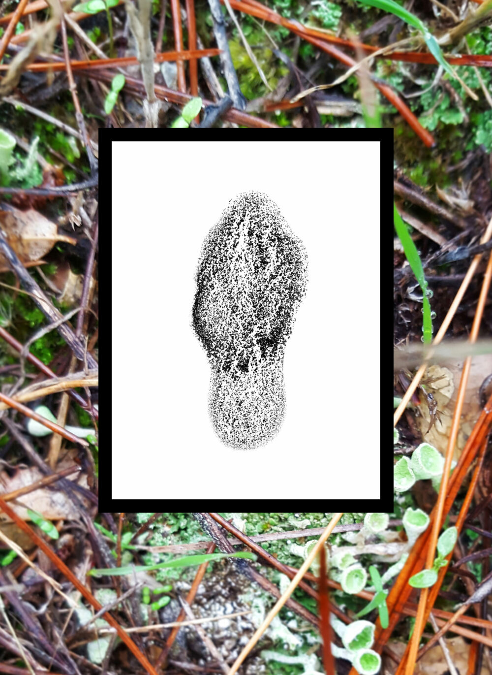 Sérigraphie Morchella Conica (Morille) ~ Velin d’Arches 250g ~ N°&Signée Limitée à 20ex ~ 30x40 Encadrée – Image 18